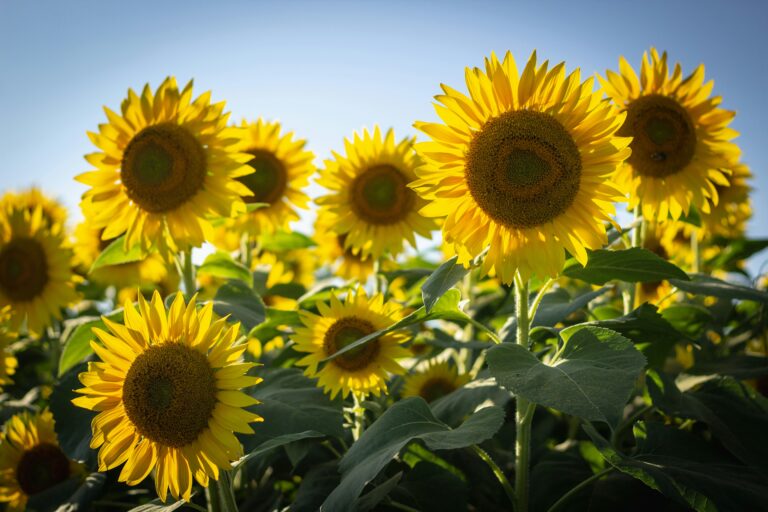Yellow sunflowers in bloom against a blue sky.
